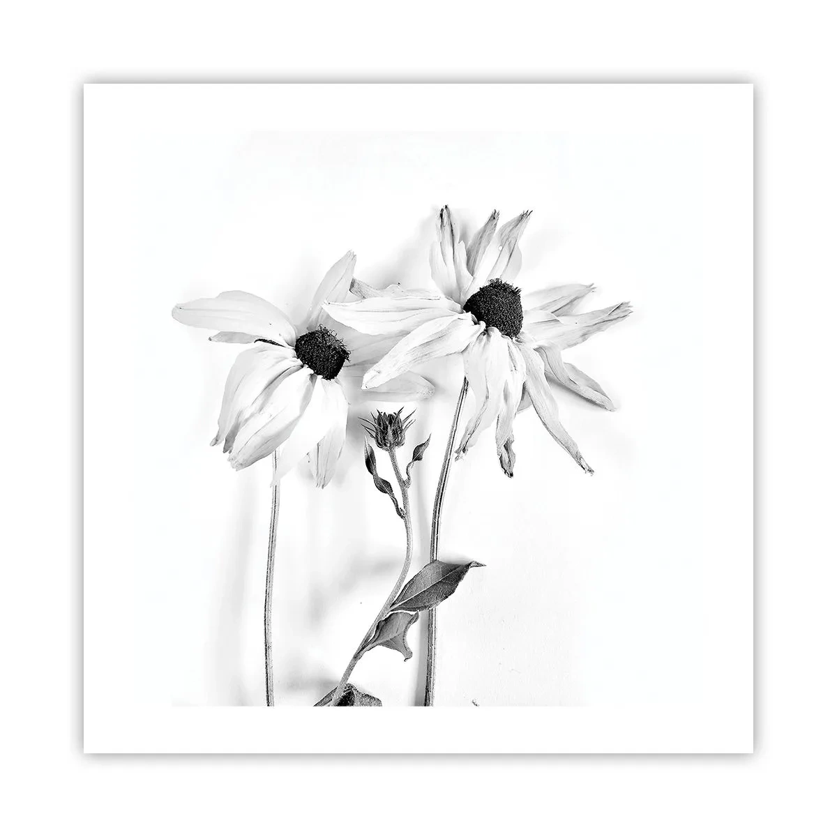 Poster - Nimeni nu vrea să fie singur - 50x50 cm