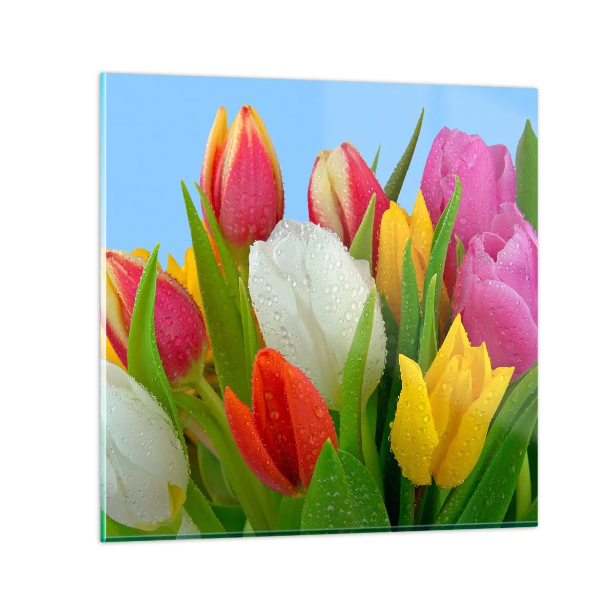 Tablou pe sticlă - Un curcubeu floral în picături de rouă - 30x30 cm