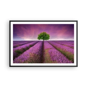 Poster în ramă neagră - În câmpurile de lavandă - 91x61 cm