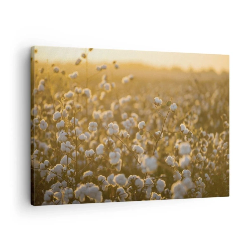 Tablou pe pânză Canvas - Un câmp de bumbac în lumina caldă a soarelui apus - 70x50cm - Câmp pufos - Decorațiune modernă pentru perete pentru living și dormitor ARTTOR