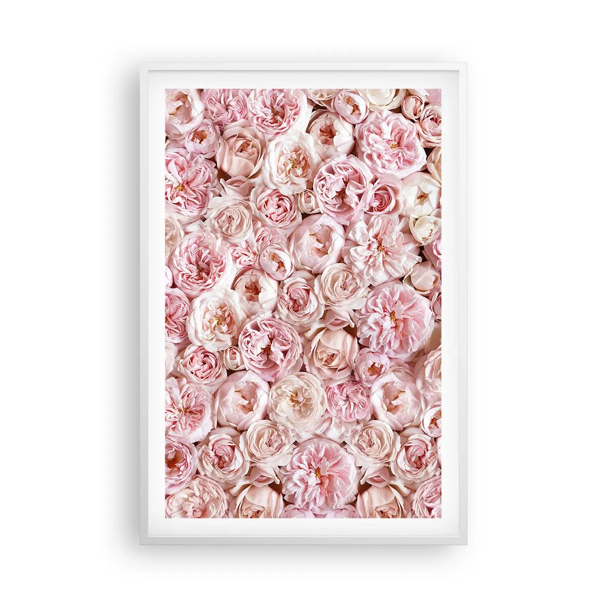Poster în ramă albă - Presărat cu trandafiri - 61x91 cm