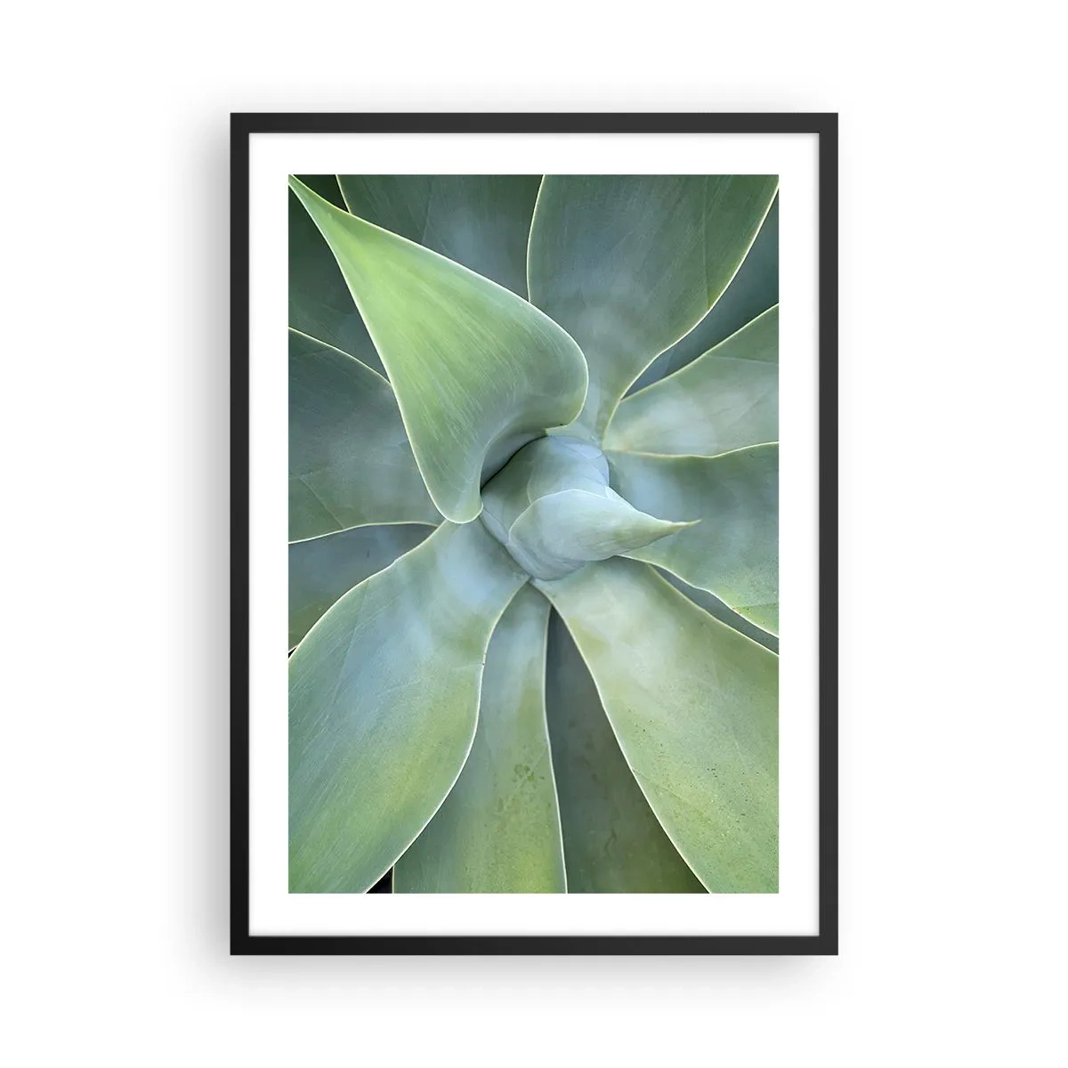 Poster în ramă neagră - Prim-plan al frunzelor suculente simetrice - 50x70cm - Nașterea verdeții - Decorațiune modernă pentru perete pentru living și dormitor ARTTOR