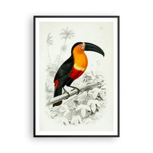 Poster în ramă neagră - Culori de păsări - 70x100 cm
