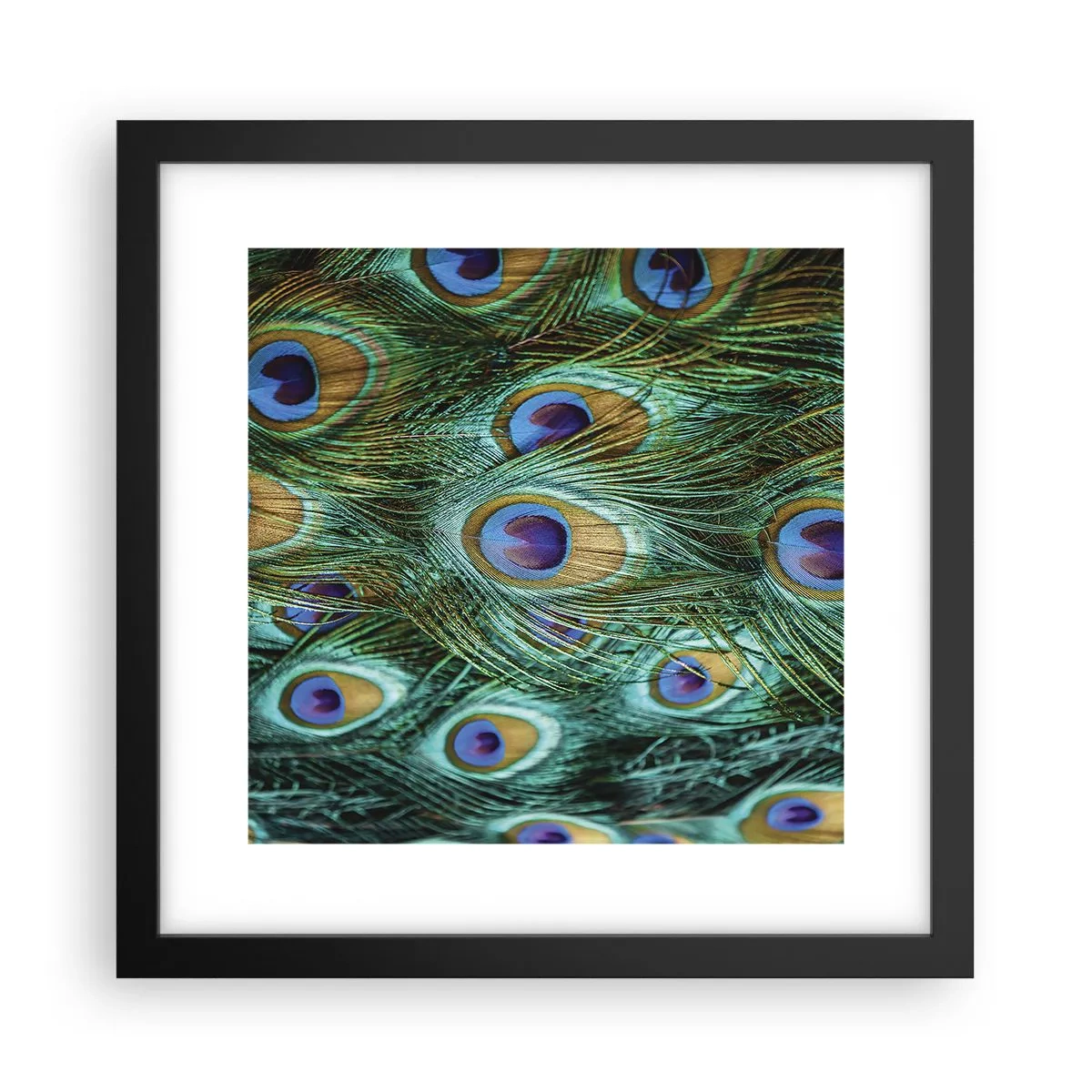Poster în ramă neagră - O privire cu ochi de păun - 30x30 cm