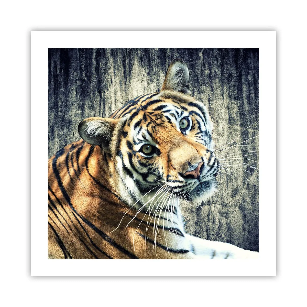 Poster - Portret în fluxuri de lumină - 50x50 cm