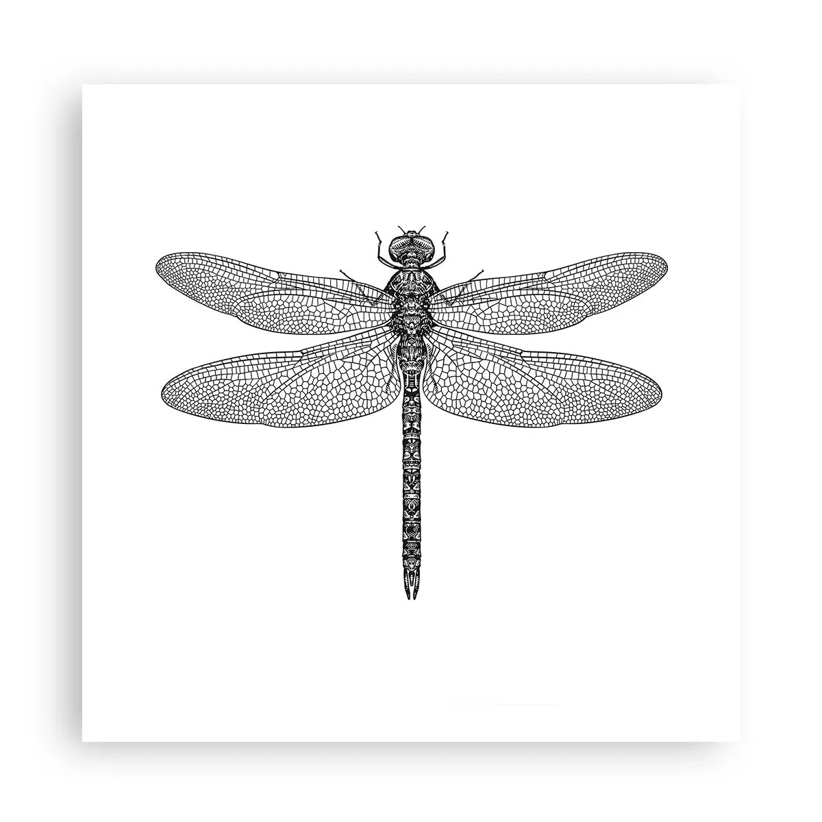 Poster - Precizia naturii - 60x60 cm