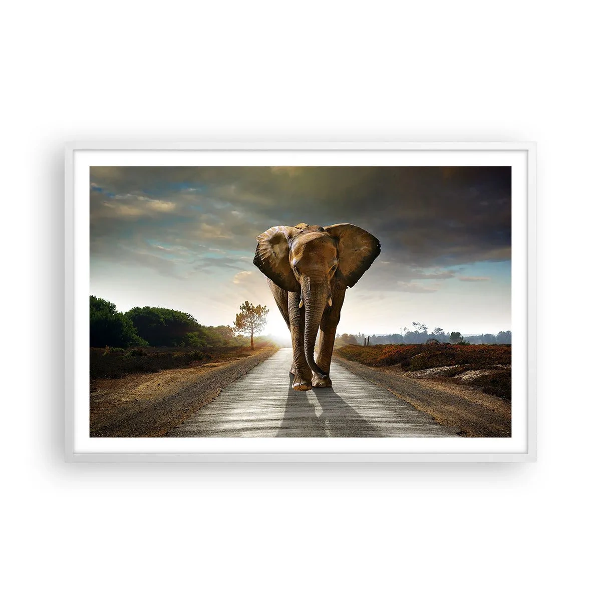 Poster în ramă albă - Și-a pierdut cipicii... - 91x61 cm