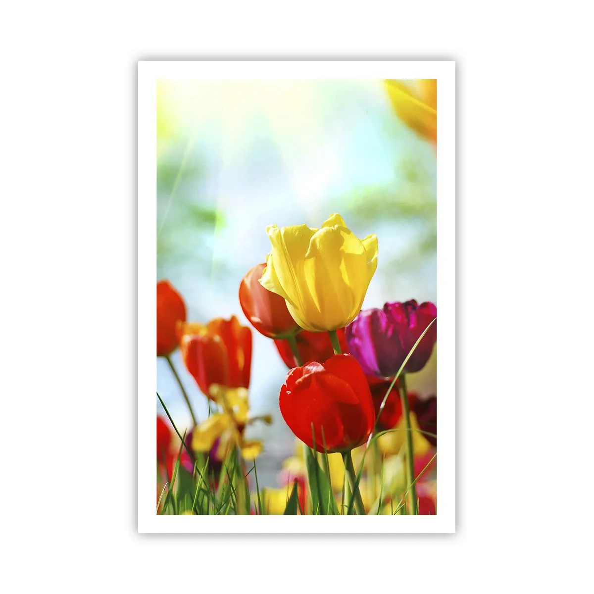 Poster - Toate culorile soarelui - 61x91 cm