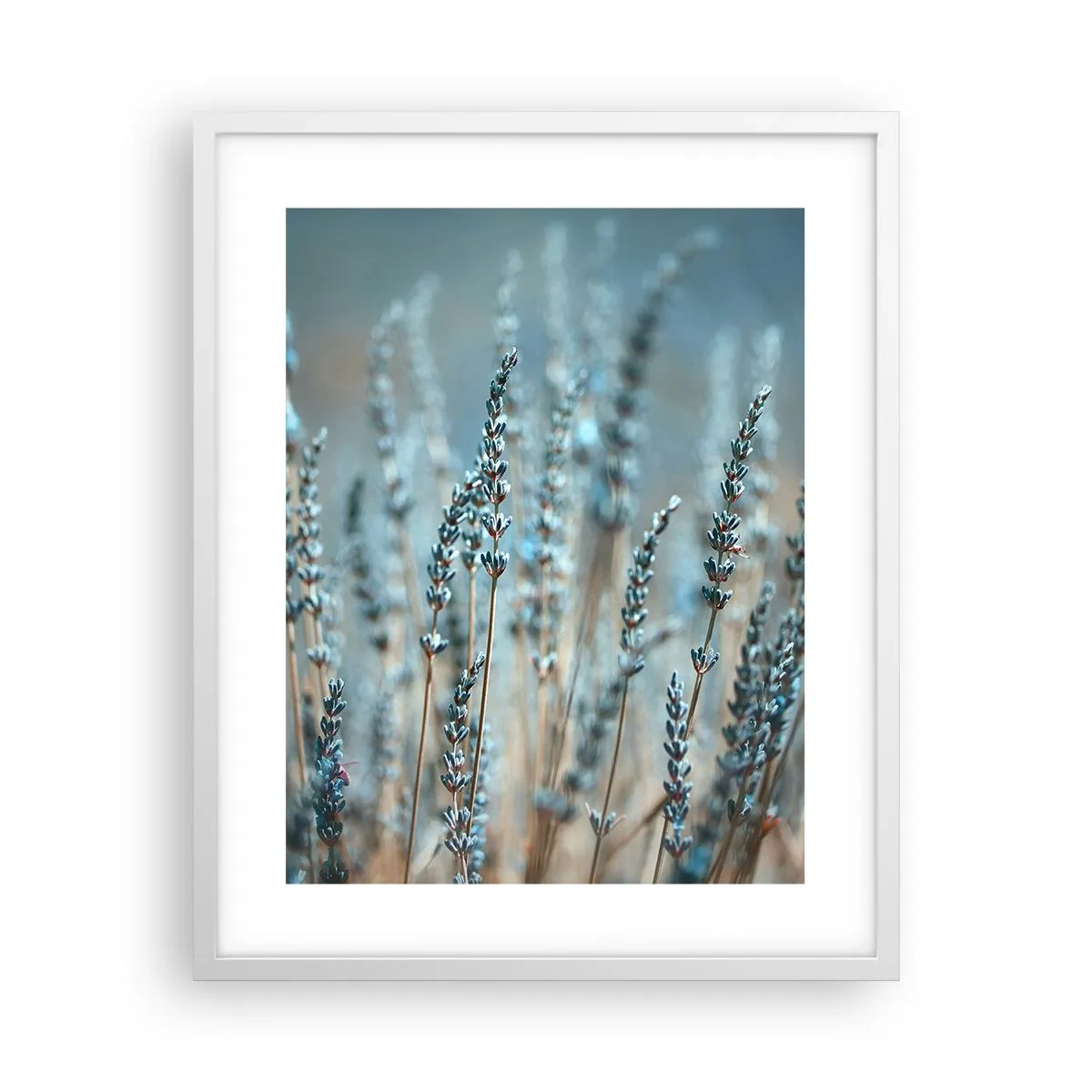Poster în ramă albă - Câmpul parfumat - 40x50 cm