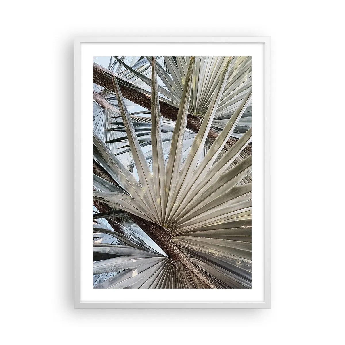 Poster în ramă albă - Evantaie din tropice - 50x70 cm