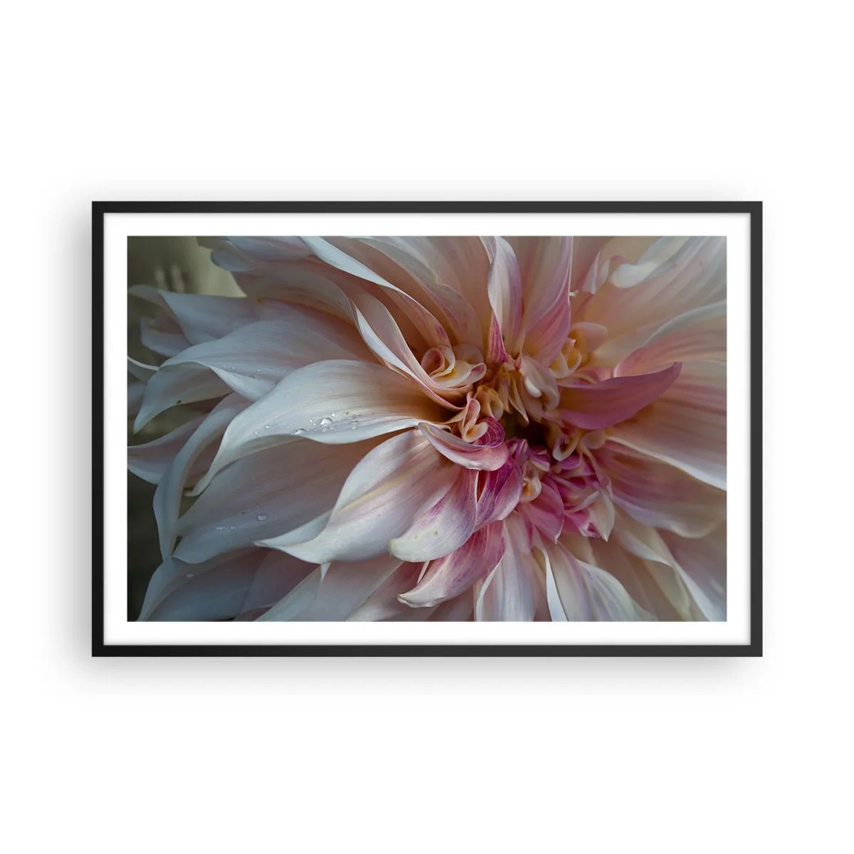 Poster în ramă neagră - Prospețime înfloritoare - 91x61 cm