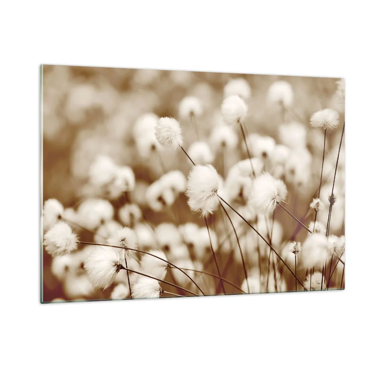 Tablou pe sticlă - Câmp pufos - 120x80 cm