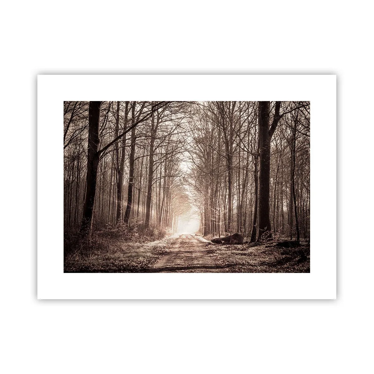 Poster - Catedrala Forestieră - 40x30 cm