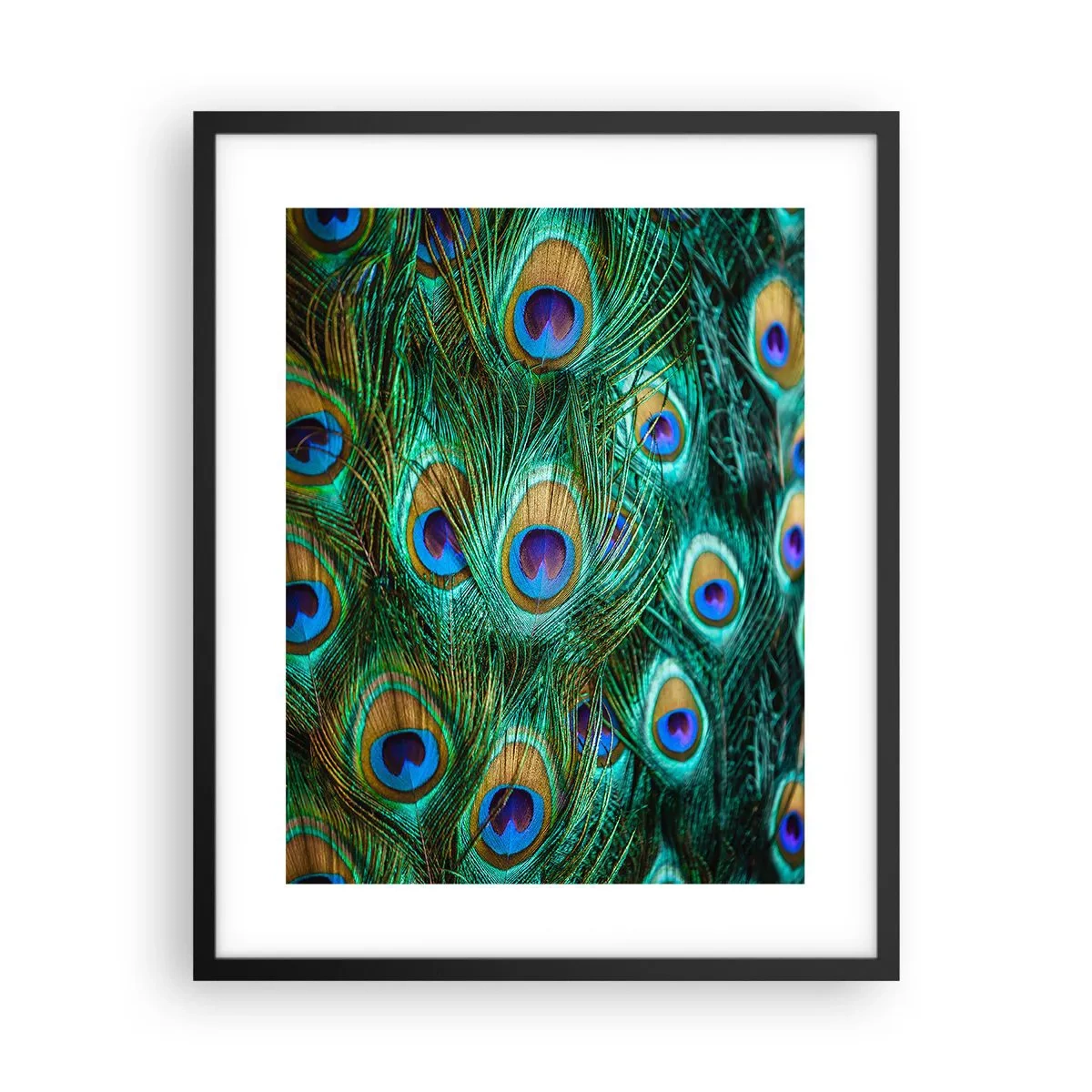 Poster în ramă neagră - O privire cu ochi de păun - 40x50 cm