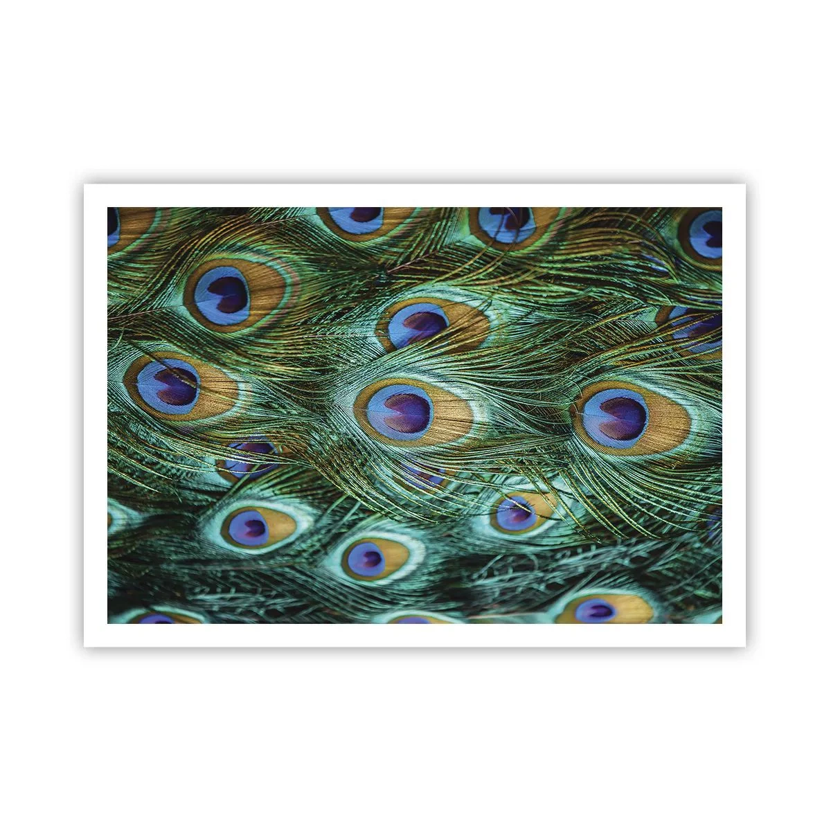Poster - O privire cu ochi de păun - 100x70 cm
