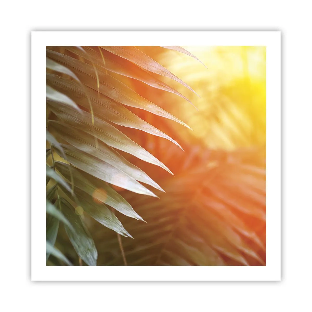 Poster - Dimineață în junglă - 60x60 cm