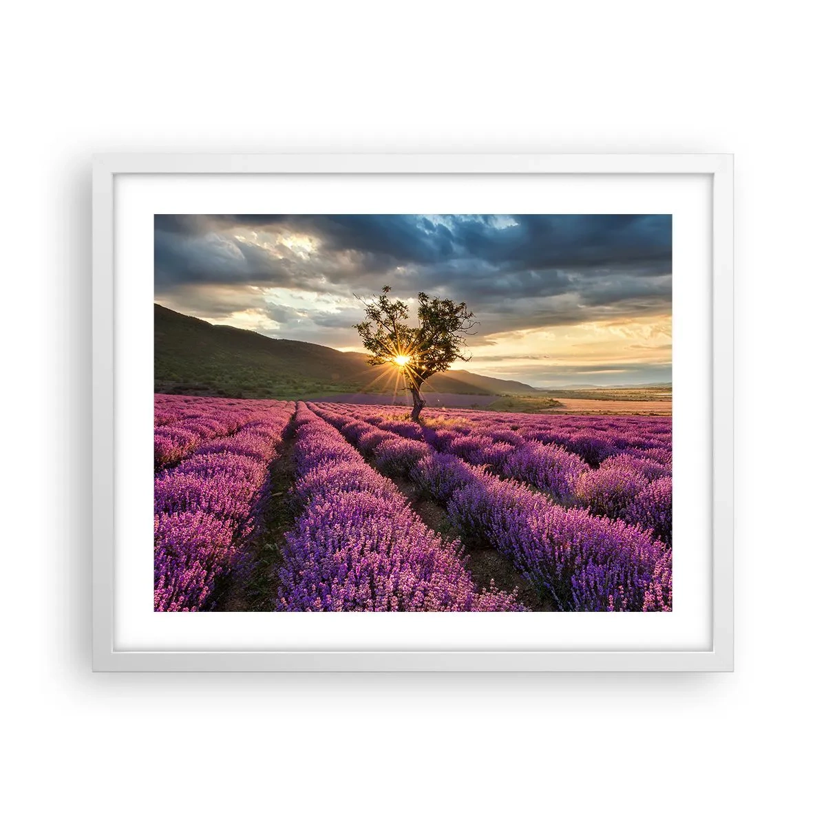 Poster în ramă albă - Aroma în liliac - 50x40 cm