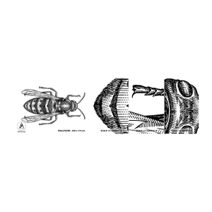Mostră tapet autocolant Deluxe Sticker - De pe o planetă de insecte - Viespe, Insectă, Minimalist - 100x30 cm
