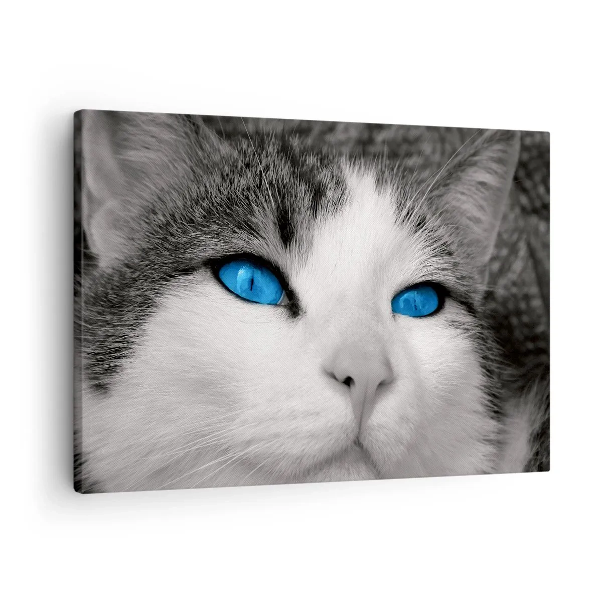 Tablou pe pânză Canvas - Portretul unei pisici cu ochi albaștri în stil alb-negru - 70x50cm - Neobișnuită cu ochii albaștri - Decorațiune modernă pentru perete pentru living și dormitor ARTTOR