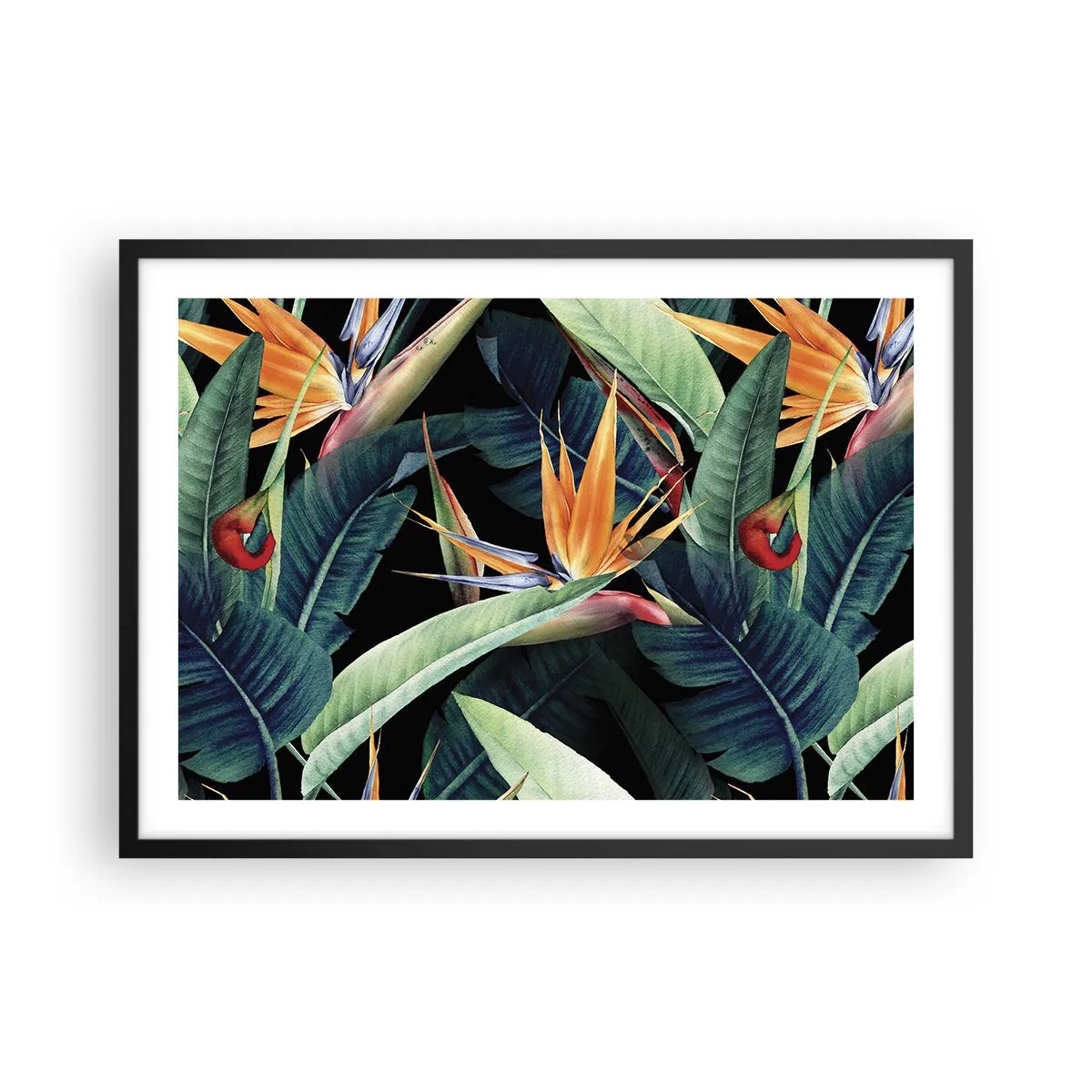 Poster în ramă neagră - Florile de flacără ale tropicelor - 70x50 cm