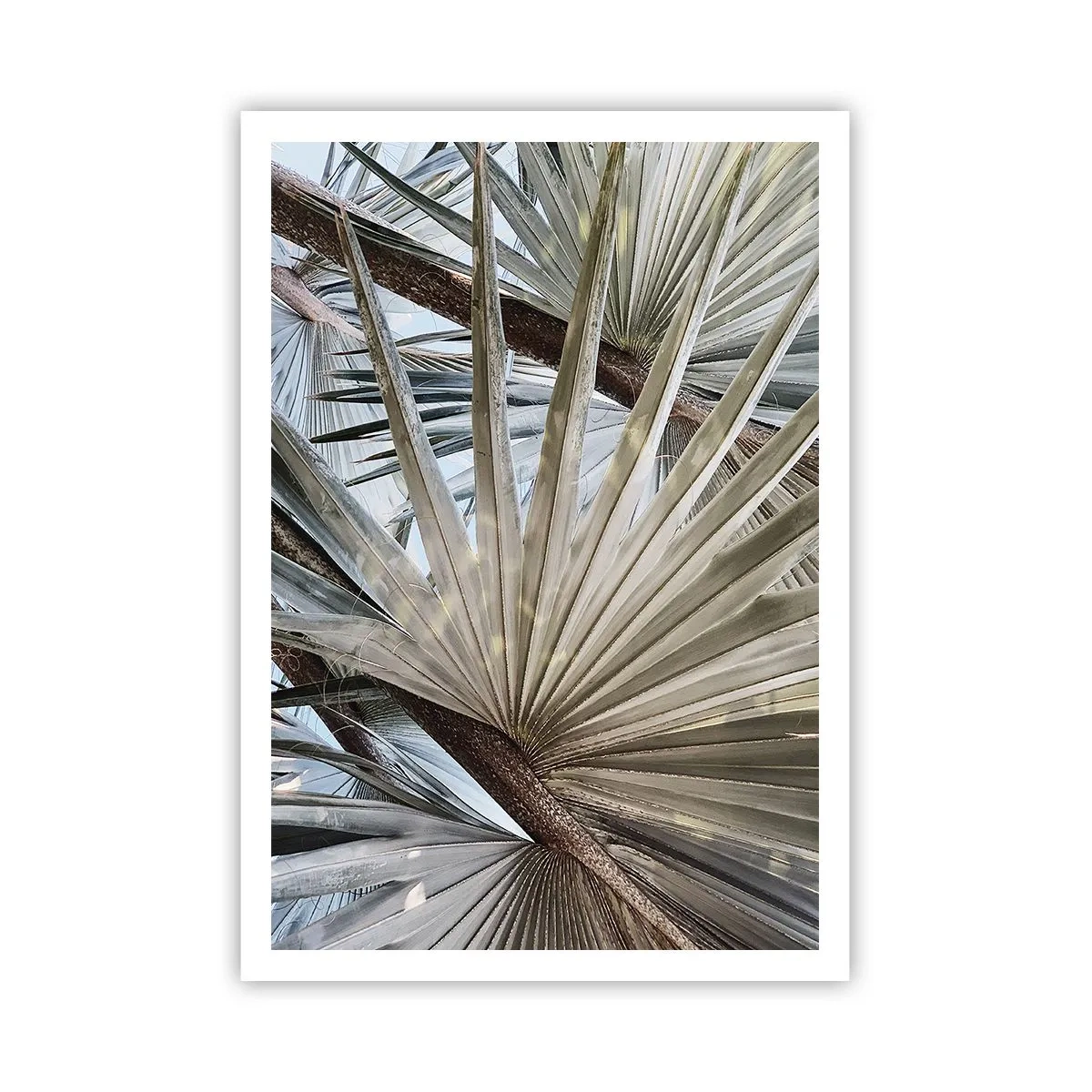 Poster - Evantaie din tropice - 70x100 cm