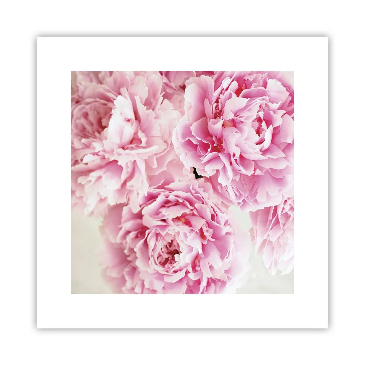 Poster - În luxul roz - 30x30 cm