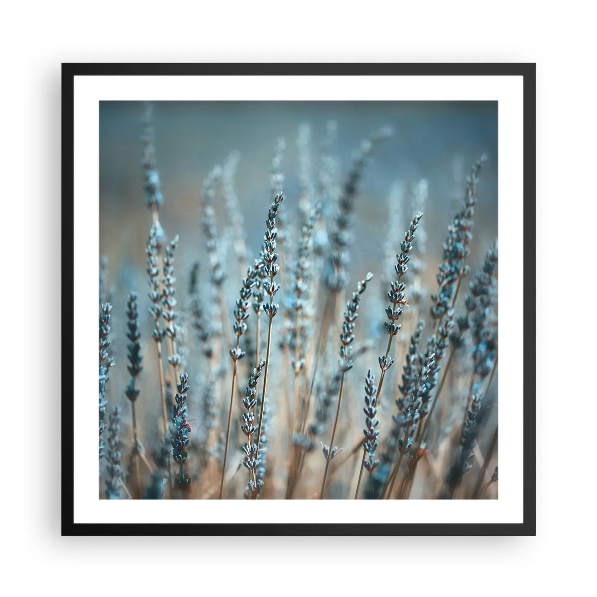 Poster în ramă neagră - Câmpul parfumat - 60x60 cm