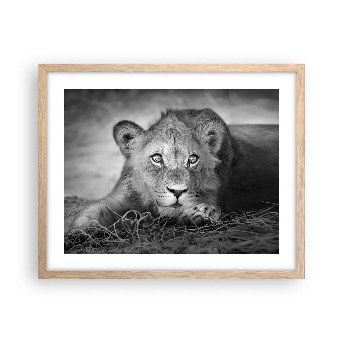 Poster în ramă de stejar deschis - Pisicuța regală - 50x40 cm