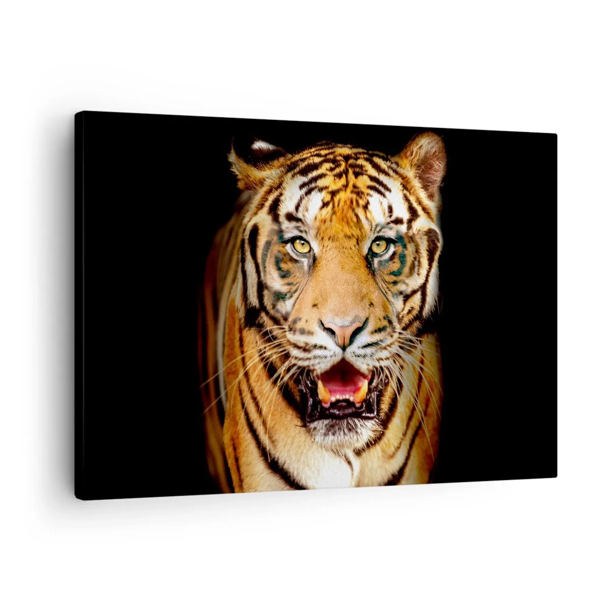 Tablou pe pânză Canvas - Un tigru cu gura deschisă pe un fundal negru - 70x50cm - Sălbăticia inimii - Decorațiune modernă pentru perete pentru living și dormitor ARTTOR