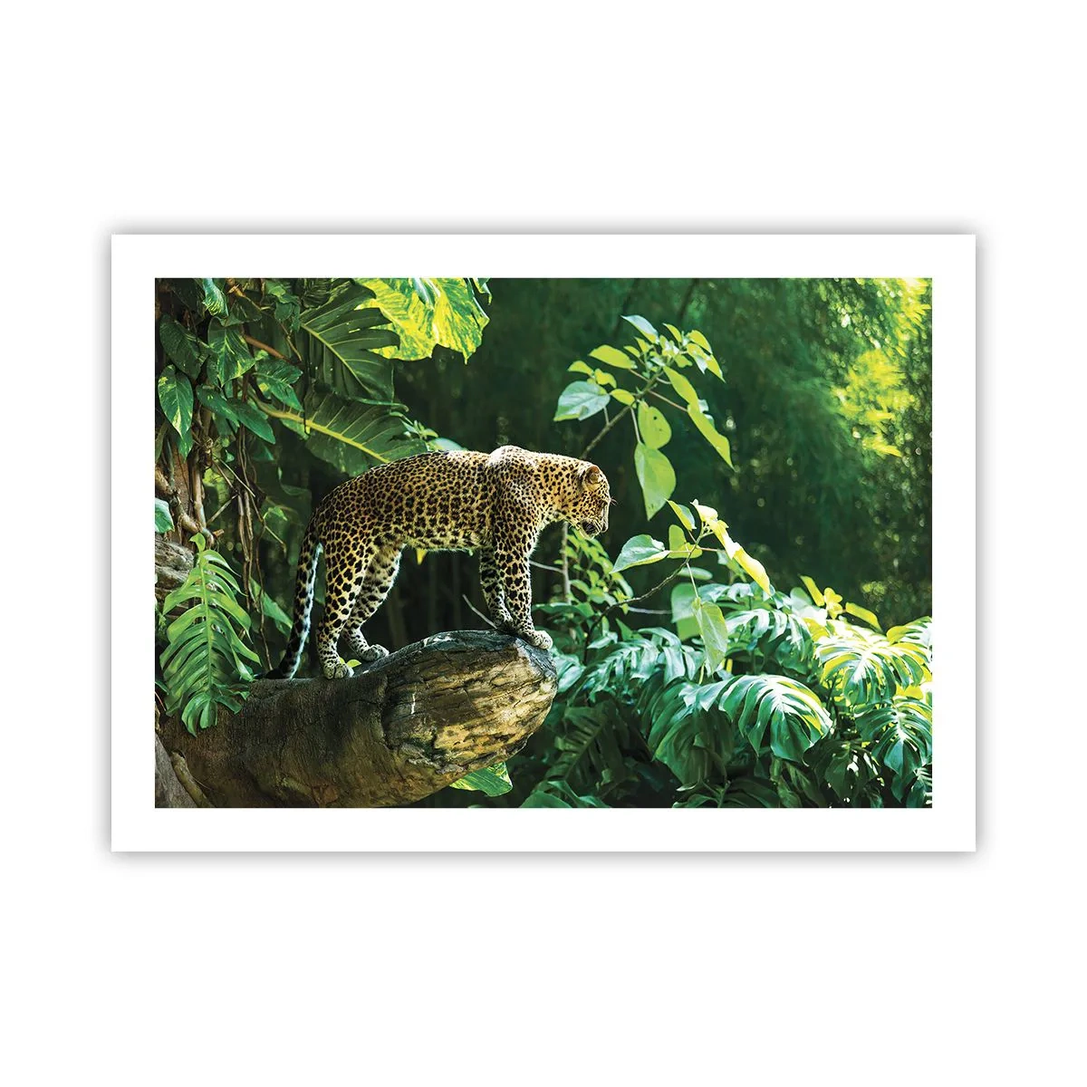 Poster - La vânătoare? - 70x50 cm