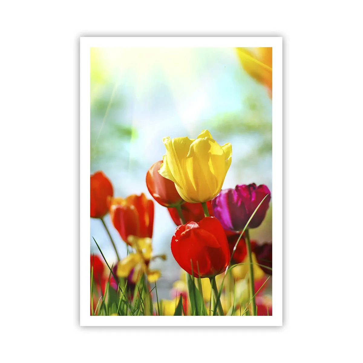 Poster - Toate culorile soarelui - 70x100 cm