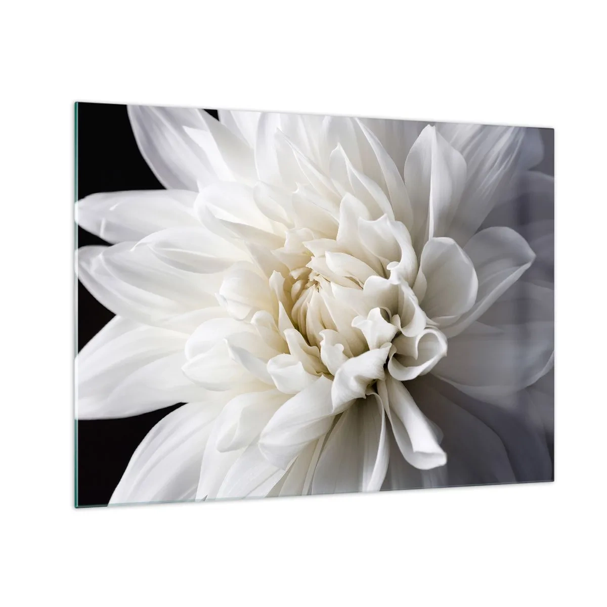 Tablou pe sticlă - Un prim-plan al unei dalii albe pe un fundal negru și gri - 70x50cm - Dimineața miresei - Decorațiune modernă pentru perete pentru living și dormitor ARTTOR
