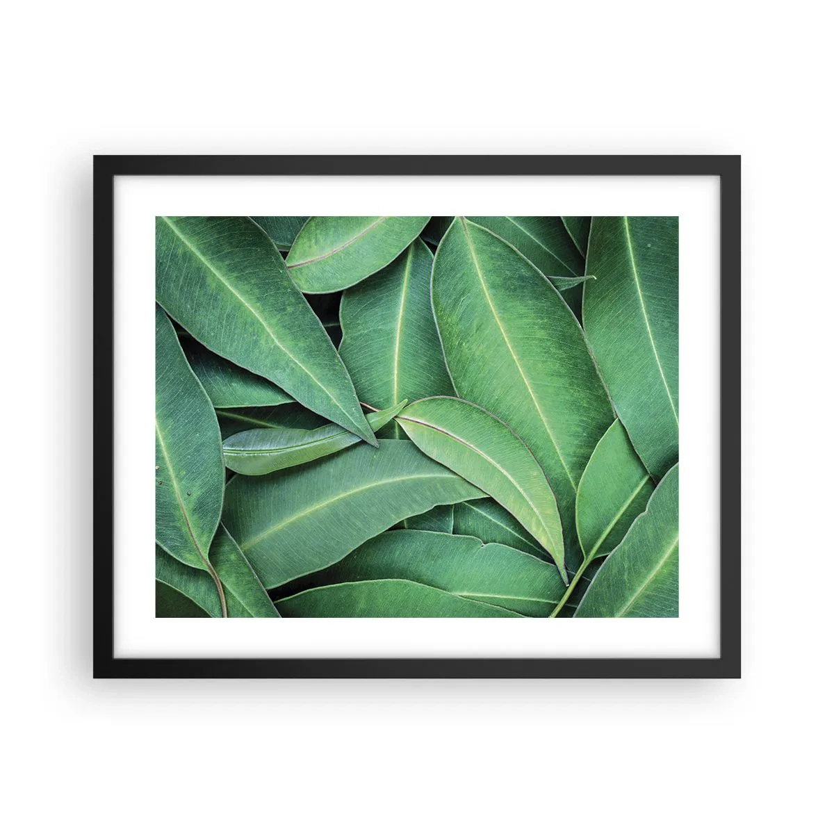 Poster în ramă neagră - Suculente și proaspete - 50x40 cm