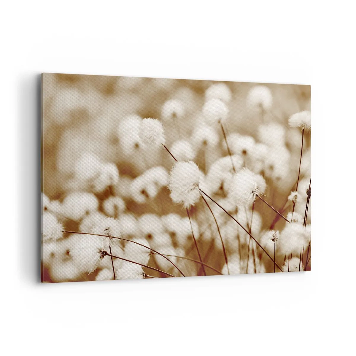 Tablou pe pânză - Câmp pufos - 100x70 cm