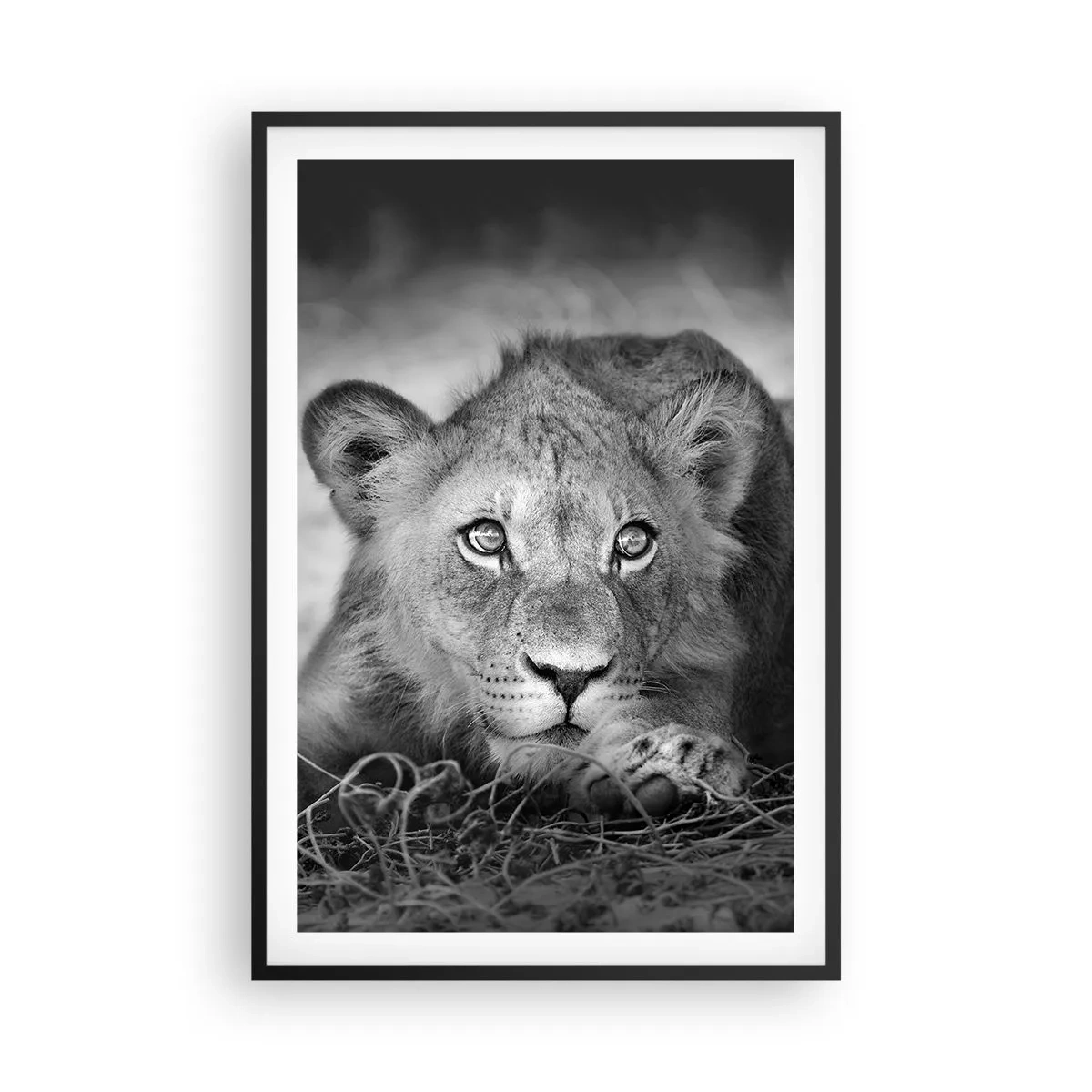 Poster în ramă neagră - Pisicuța regală - 61x91 cm