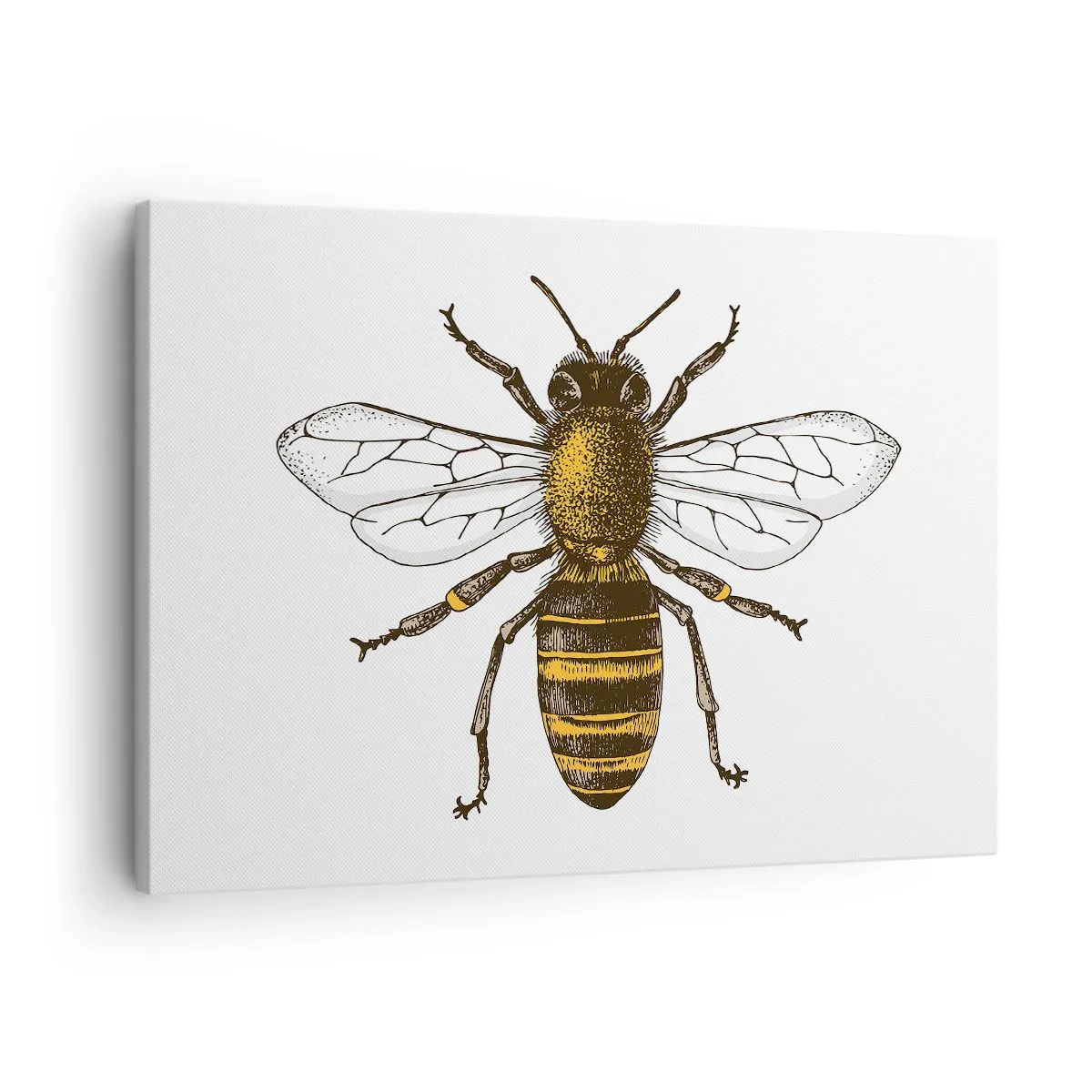 Tablou pe pânză Canvas - Ilustrație detaliată a unei albine pe fundal alb - 70x50cm - Frumoasă și bună - Decorațiune modernă pentru perete pentru living și dormitor ARTTOR