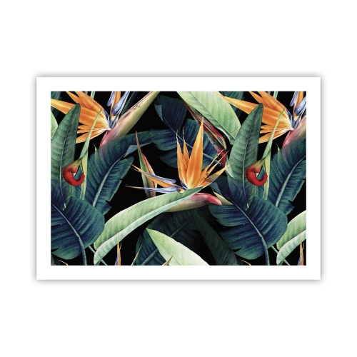 Poster - Florile de flacără ale tropicelor - 70x50 cm