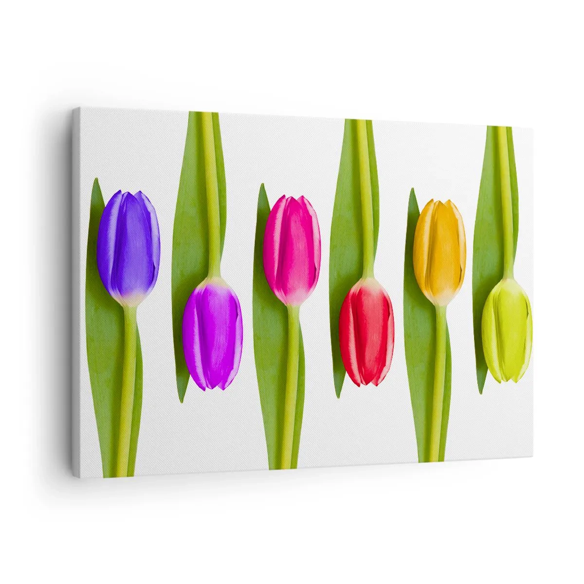 Tablou pe pânză Canvas - Lalele multicolore aranjate la rând pe un fundal alb - 70x50cm - Compoziție curcubeu - Decorațiune modernă pentru perete pentru living și dormitor ARTTOR