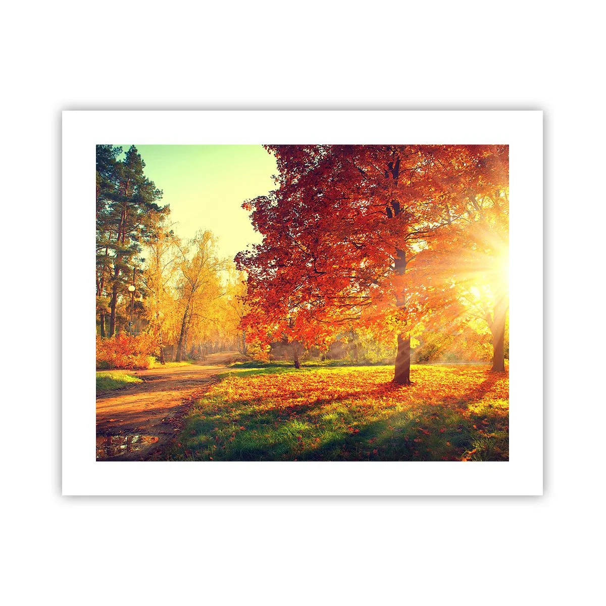 Poster - Roșcatul este frumos - 50x40 cm