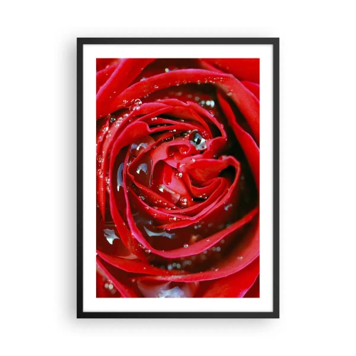 Poster în ramă neagră - Prim-plan al unui trandafir roșu cu picături de apă - 50x70cm - În picături de rouă - Decorațiune modernă pentru perete pentru living și dormitor ARTTOR