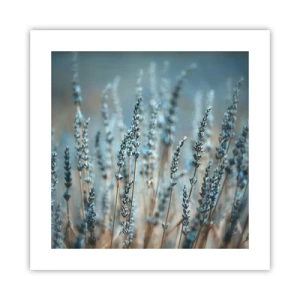 Poster - Câmpul parfumat - 40x40 cm