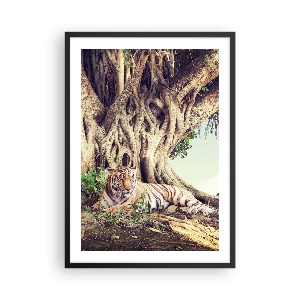 Poster în ramă neagră - Un tigru se odihnește sub un copac imens cu rădăcini încâlcite. - 50x70cm - O perspectivă din Geneză - Decorațiune modernă pentru perete pentru living și dormitor ARTTOR