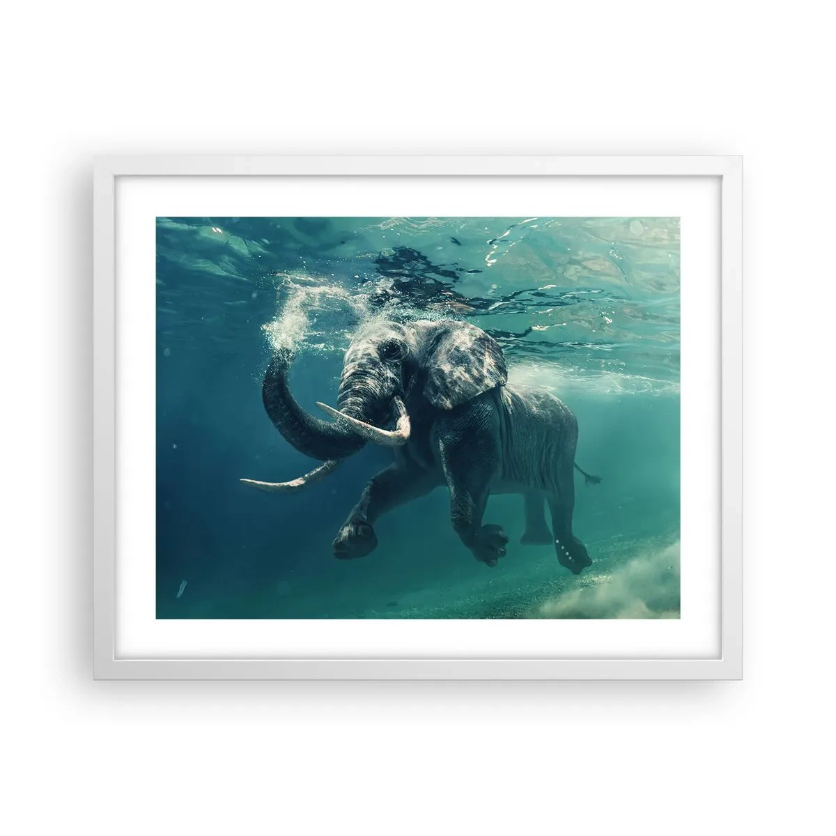 Poster în ramă albă - Tuturor le place să înoate - 50x40 cm