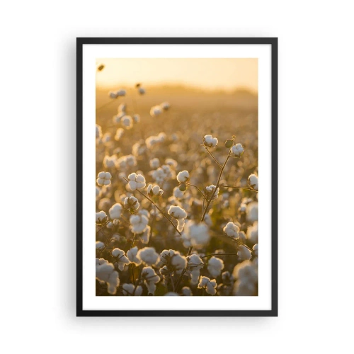 Poster în ramă neagră - Un câmp de bumbac în lumina caldă a soarelui apus - 50x70cm - Câmp pufos - Decorațiune modernă pentru perete pentru living și dormitor ARTTOR