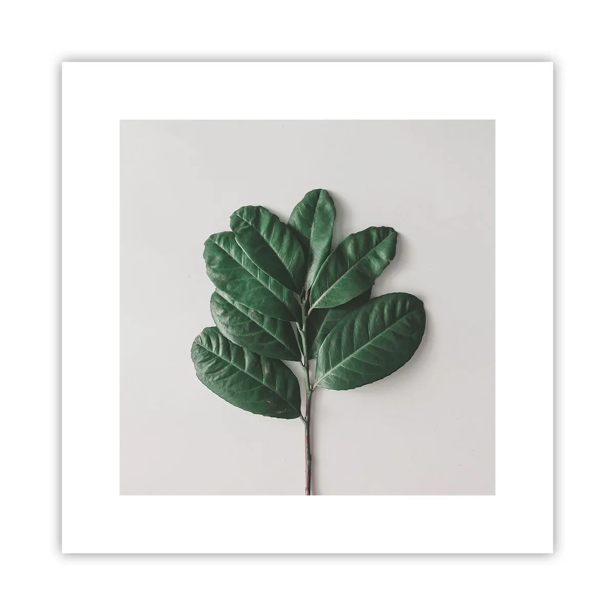 Poster - Desenul naturii însăși - 30x30 cm