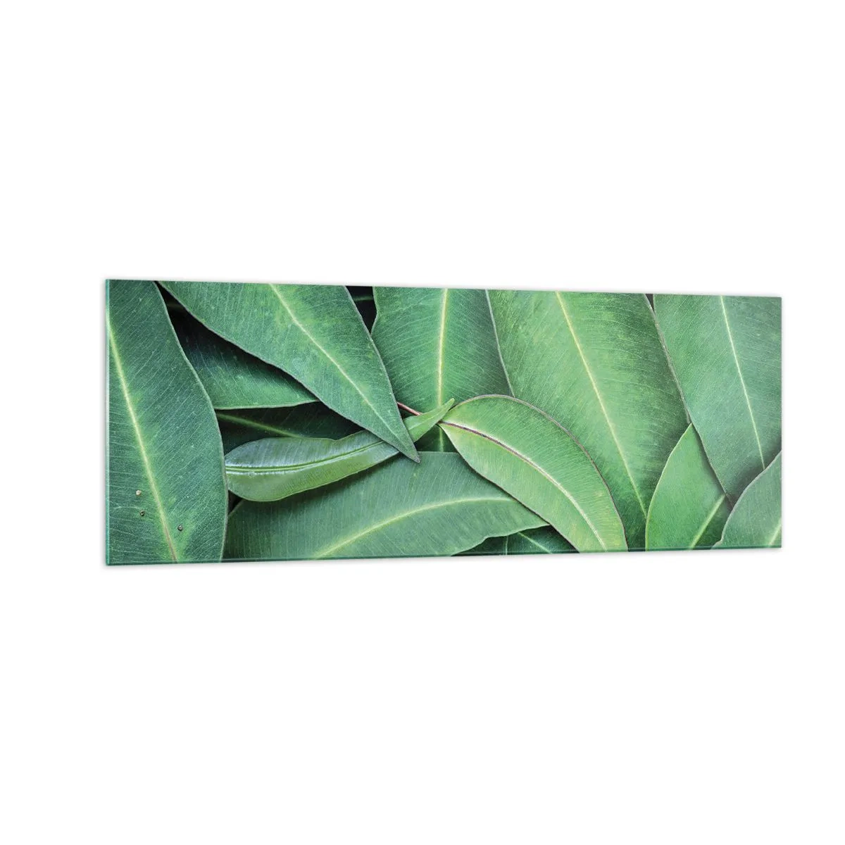 Tablou pe sticlă - Suculente și proaspete - 140x50 cm