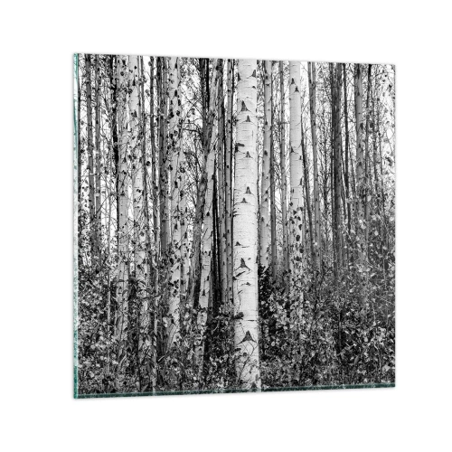Tablou pe sticlă - Coloane de mesteacăn - 70x70 cm