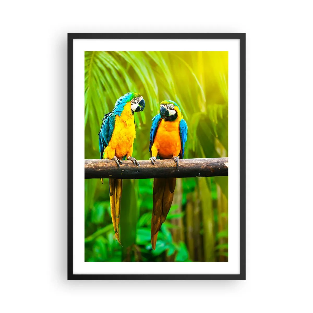 Poster în ramă neagră - Papagali în culori vibrante într-un cadru tropical - 50x70cm - Și ai auzit că ea...? - Decorațiune modernă pentru perete pentru living și dormitor ARTTOR