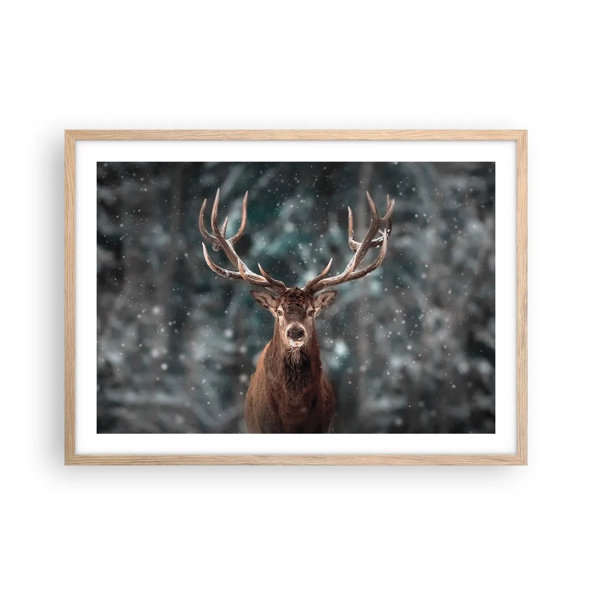Poster în ramă de stejar deschis - Regele pădurii a fost încoronat - 70x50 cm