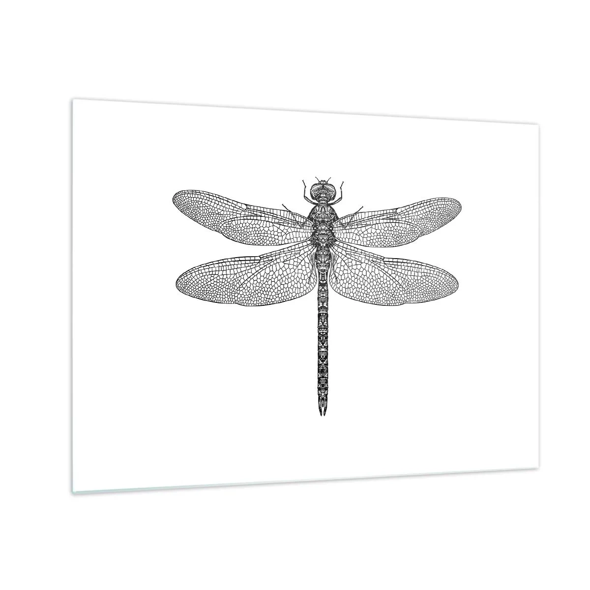Tablou pe sticlă - Ilustrație detaliată a unei libelule în stil gravură pe fundal alb - 70x50cm - Precizia naturii - Decorațiune modernă pentru perete pentru living și dormitor ARTTOR
